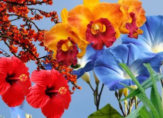 सेहत और सौंदर्य दोनों पर संजीवनी की तरह असर करते हैं ये 5 फूल, दवाइयों से भी बढ़कर हैं गुणी, शरीर के हर अंग पर असर