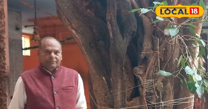 5 हजार साल पुराना है यह पेड़, इसमें दिखाई देते