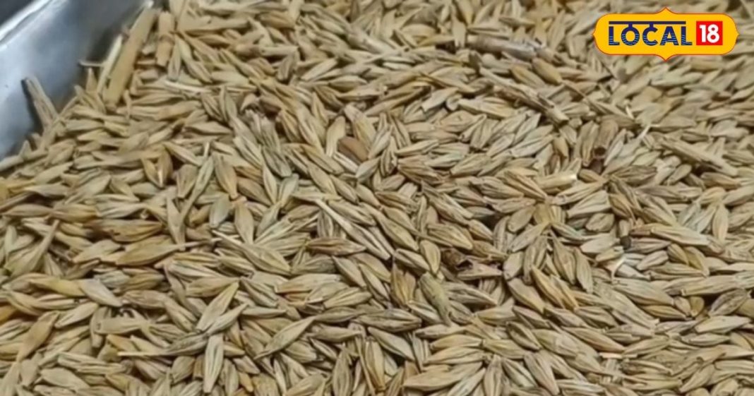 दवाईयों को टक्कर दे सकता है ये अनाज, कई बीमारियों का रामबाण इलाज, जानें सेवन का तरीका