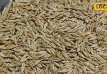 दवाईयों को टक्कर दे सकता है ये अनाज, कई बीमारियों का रामबाण इलाज, जानें सेवन का तरीका