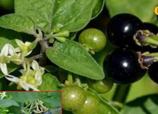 इस जंगली पौधे में छुपा है किडनी से लेकर पीलिया तक का इलाज, उखाड़ने से पहले जरूर जान लें फायदे