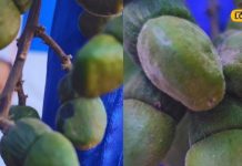 झारखंड के जंगलों का चमत्कारी पौधा! सालों से आदिवासी कर रहे इस्तेमाल