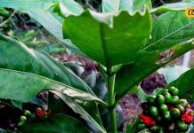 हाई BP, तनाव हो या अनिद्रा… ये एक पौधा है दिलाएगा अनेक बीमारियों से छुटकारा