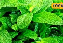 आयुर्वेद भी मानता है पुदीना का लोहा! पत्ती-पत्ती में छुपा सेहत का राज, जानें..