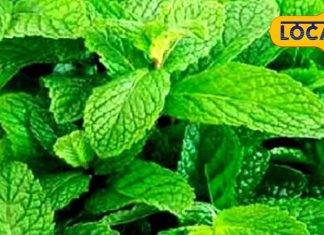 आयुर्वेद भी मानता है पुदीना का लोहा! पत्ती-पत्ती में छुपा सेहत का राज, जानें..