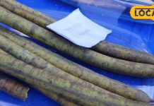 छड़ी जैसा दिखने वाला ये फल पाइल्स का रामबाण इलाज, रोक देगा ब्लीडिंग, गठिया का भी काल!