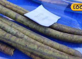 छड़ी जैसा दिखने वाला ये फल पाइल्स का रामबाण इलाज, रोक देगा ब्लीडिंग, गठिया का भी काल!