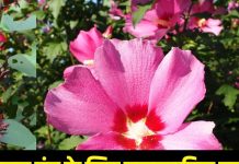 पेट के लिए अमृत से भी ज्यादा पावरफुल है यह पत्ता, पुरानी कब्ज के लिए चमत्कार से कम नहीं, पाचन बुलंद करने का देसी नुस्खा