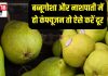क्या आप जानते हैं बब्बूगोशा और नाशपाती में अंतर? 5 तरीकों से करें फर्क, दूर होगी कंफ्यूजन
