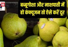 क्या आप जानते हैं बब्बूगोशा और नाशपाती में अंतर? 5 तरीकों से करें फर्क, दूर होगी कंफ्यूजन
