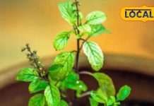 21 दिनों तक कर लें इस पत्ते का सेवन, पेट की दिक्कत, सांसों की बदबू, स्ट्रेस – सबका होगा इलाज!