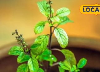 21 दिनों तक कर लें इस पत्ते का सेवन, पेट की दिक्कत, सांसों की बदबू, स्ट्रेस – सबका होगा इलाज!