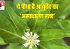 सड़क किनारे उगने वाला ये है बहुमूल्य औषधीय पौधा, लिवर की गंदगी निकाले बाहर