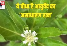 सड़क किनारे उगने वाला ये है बहुमूल्य औषधीय पौधा, लिवर की गंदगी निकाले बाहर