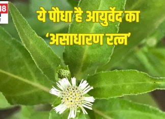 सड़क किनारे उगने वाला ये है बहुमूल्य औषधीय पौधा, लिवर की गंदगी निकाले बाहर