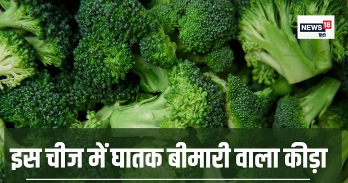 Broccoli-increase-risk-of-death-2025-02-addad04c8fc0be4e257f91611b8bb100-16x9.jpg