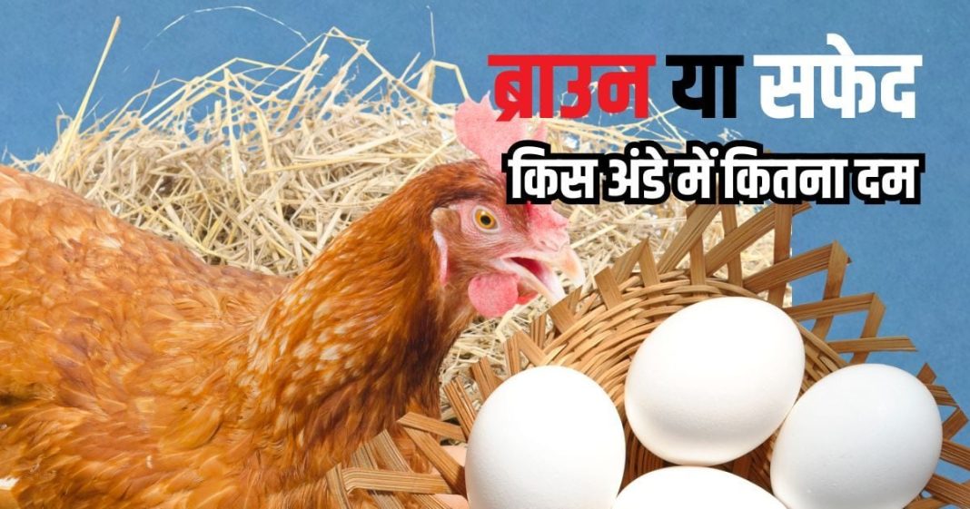 ब्राउन अंडे या सफेद अंडे: कौन सा है ज्यादा पौष्टिक? जानें सच्चाई