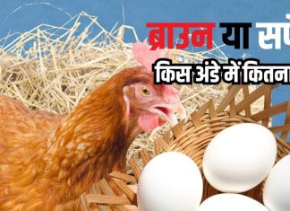 ब्राउन अंडे या सफेद अंडे: कौन सा है ज्यादा पौष्टिक? जानें सच्चाई