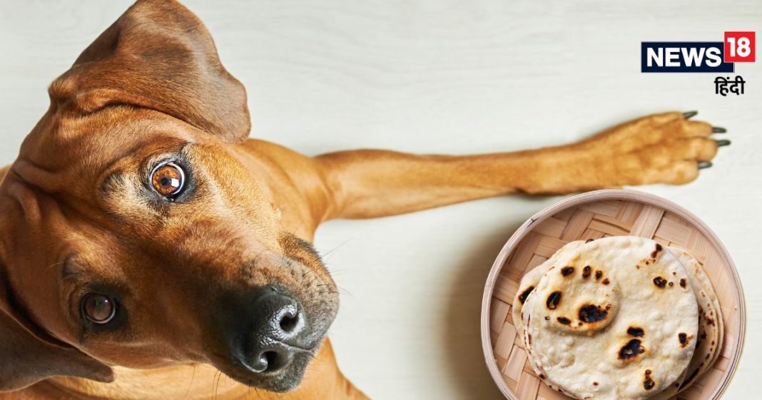 “आखिरी रोटी कुत्ते को खिलानी चाहिए” कभी इस पर विचार किया है! कि इसके पीछे क्या कारण हो सकता है? वजह जानकर दंग रह जाएंगे आप!
