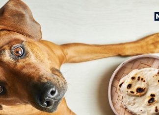 “आखिरी रोटी कुत्ते को खिलानी चाहिए” कभी इस पर विचार किया है! कि इसके पीछे क्या कारण हो सकता है? वजह जानकर दंग रह जाएंगे आप!