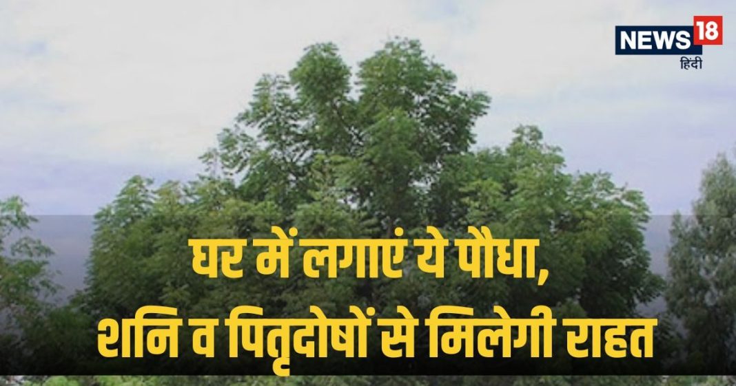 Falgun Amavasya 2025: घर के आंगन में लगा लें ये पौधा, पितृदोषों सहित शनि, केतु के अशुभ प्रभावों से मिलेगी मुक्ति