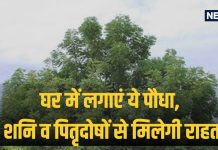 Falgun Amavasya 2025: घर के आंगन में लगा लें ये पौधा, पितृदोषों सहित शनि, केतु के अशुभ प्रभावों से मिलेगी मुक्ति