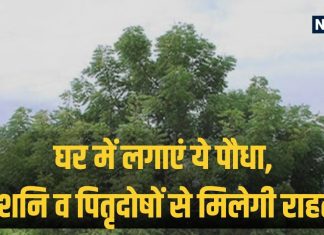 Falgun Amavasya 2025: घर के आंगन में लगा लें ये पौधा, पितृदोषों सहित शनि, केतु के अशुभ प्रभावों से मिलेगी मुक्ति