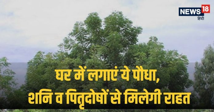 Falgun Amavasya 2025: घर के आंगन में लगा लें ये