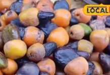 पेट दर्द का रामबाण इलाज! साल में सिर्फ 2 महीने मिलता है यह जंगली फल; कुछ ही मिनट में मिलेगा आराम