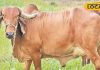 औषधीय गुणों से भरपूर होता है इस गाय का दूध, 120 रूपए प्रति लीटर तक बिकता – Bharat.one हिंदी
