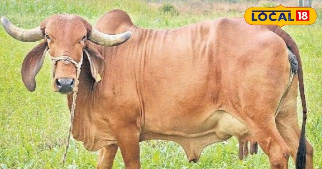 औषधीय गुणों से भरपूर होता है इस गाय का दूध, 120 रूपए प्रति लीटर तक बिकता – Bharat.one हिंदी
