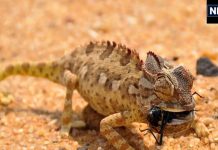 Girgit Dekhana: समझ जाएं चमकने वाला है आपका भाग्य अगर दिख जाए गिरगिट, जानिए क्या है इसे देखने के लाभ