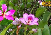 कचनार का पौधा इम्यूनिटी बढ़ाने में सहायक, पत्ते और फूल एंटीऑक्सिडेंट से भरपूर – Bharat.one हिंदी