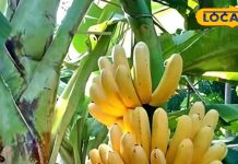 केला खाने से सेहत को कई फायदे, बस इस तरीके से खाएं, डिप्रेशन तक होगा दूर! – Bharat.one हिंदी