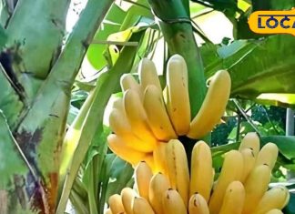 केला खाने से सेहत को कई फायदे, बस इस तरीके से खाएं, डिप्रेशन तक होगा दूर! – Bharat.one हिंदी