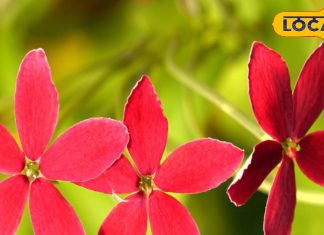 संजीवनी से कम नहीं ये पौधा, शुगर से लेकर शरीर के सूजन तक को करता है दूर