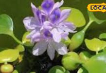 कभी बंगाल के लिए अभिशाप थी जलकुंभी! इसके फायदे जानकर हो जाएंगे हैरान