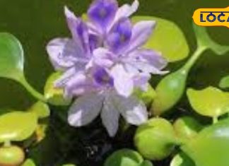 कभी बंगाल के लिए अभिशाप थी जलकुंभी! इसके फायदे जानकर हो जाएंगे हैरान