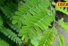 Health Tips: इमली का फल ही नहीं पत्ती भी है बेहद फायदेमंद, चटपटी स्वाद के साथ-साथ सेहत का भरपूर खजाना