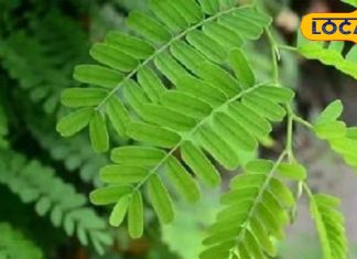 Health Tips: इमली का फल ही नहीं पत्ती भी है बेहद फायदेमंद, चटपटी स्वाद के साथ-साथ सेहत का भरपूर खजाना