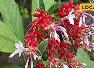 अनिद्रा और तनाव का रामबाण इलाज है ये झाड़ीदार पौधा, जानें इसके चमत्कारी लाभ