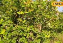 सेहत के लिए रामबाण है ये कटीला पौधा, इनमें अनेक बीमारियों का उपचार