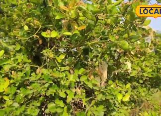 सेहत के लिए रामबाण है ये कटीला पौधा, इनमें अनेक बीमारियों का उपचार