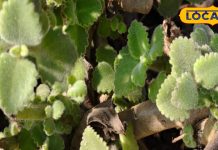 इन छोटी-मोटी पत्तियों में है जादू…काढ़ा पीते ही दूर हो जाएंगी सारी बीमारियां, कब्ज से मिलेगा छुटकारा! – Bharat.one हिंदी