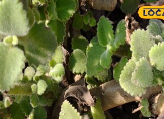 इन छोटी-मोटी पत्तियों में है जादू…काढ़ा पीते ही दूर हो जाएंगी सारी बीमारियां, कब्ज से मिलेगा छुटकारा! – Bharat.one हिंदी