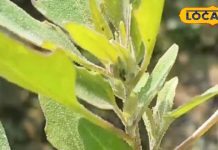 Health Tips: पीरियड्स, जोड़ों के दर्द और आंखों से हैं परेशान, तो ये साग है इसका समाधान! जल्दी जान लीजिए इसके फायदे