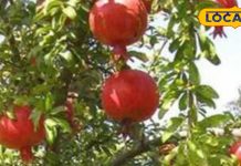 दवा का कारखाना है ये पेड़! गठिया-पीलिया को कर देता है छूमंतर, इम्यूनिटी को मजबूत, फल-पत्ते सब औषधि