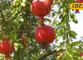 दवा का कारखाना है ये पेड़! गठिया-पीलिया को कर देता है छूमंतर, इम्यूनिटी को मजबूत, फल-पत्ते सब औषधि