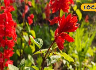 सजावट के लिए ही नहीं, सेहत के भी बेहद काम आता है ये पौधा, शरीर बनता है निरोगी!