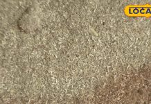 नस-नस में ताकत भर देता है खुरंड घास का पाउडर, इस चमत्कारी औषधि से दूर होती है शरीर की कई समस्याएं